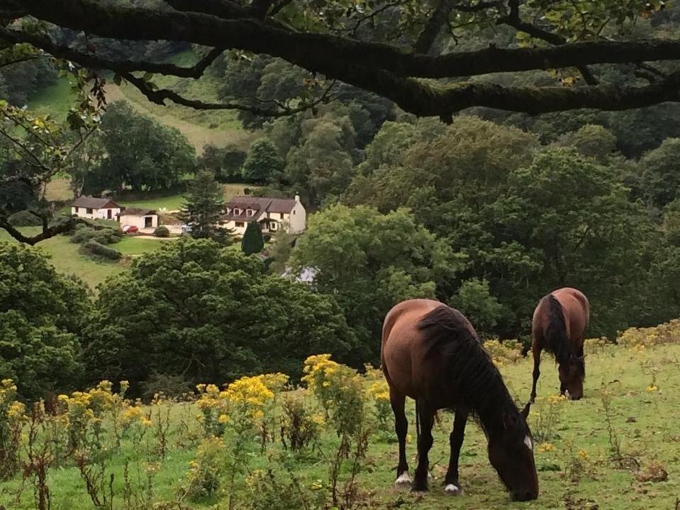 Ty Twt - Complete Holiday Home Llandysul Exteriör bild
